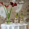 Amaryllis Vas Stor