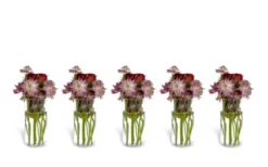 Constella Glasinsats 5-pack