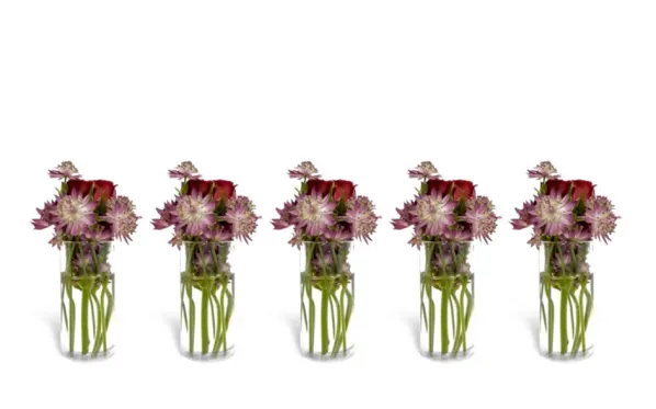 Constella Glasinsats 5-pack
