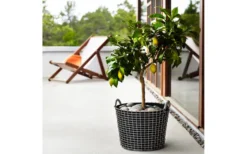 Korbo Classic 24 Korg
